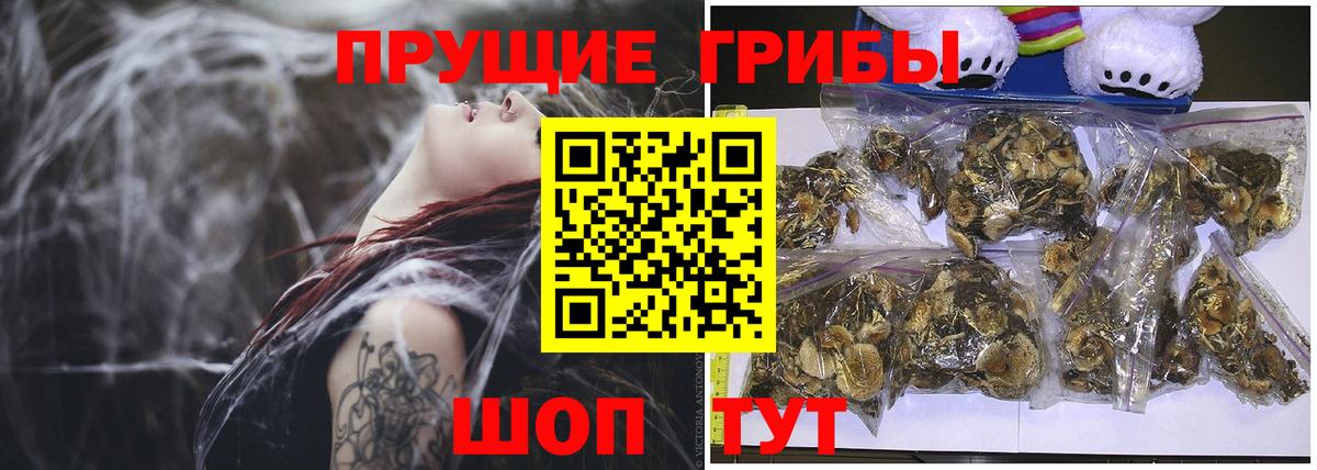 Псилоцибиновые грибы Psilocybine cubensis Губкинский